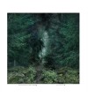 Forest path with a hare