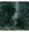 Forest path with a hare