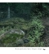 Forest path with a hare