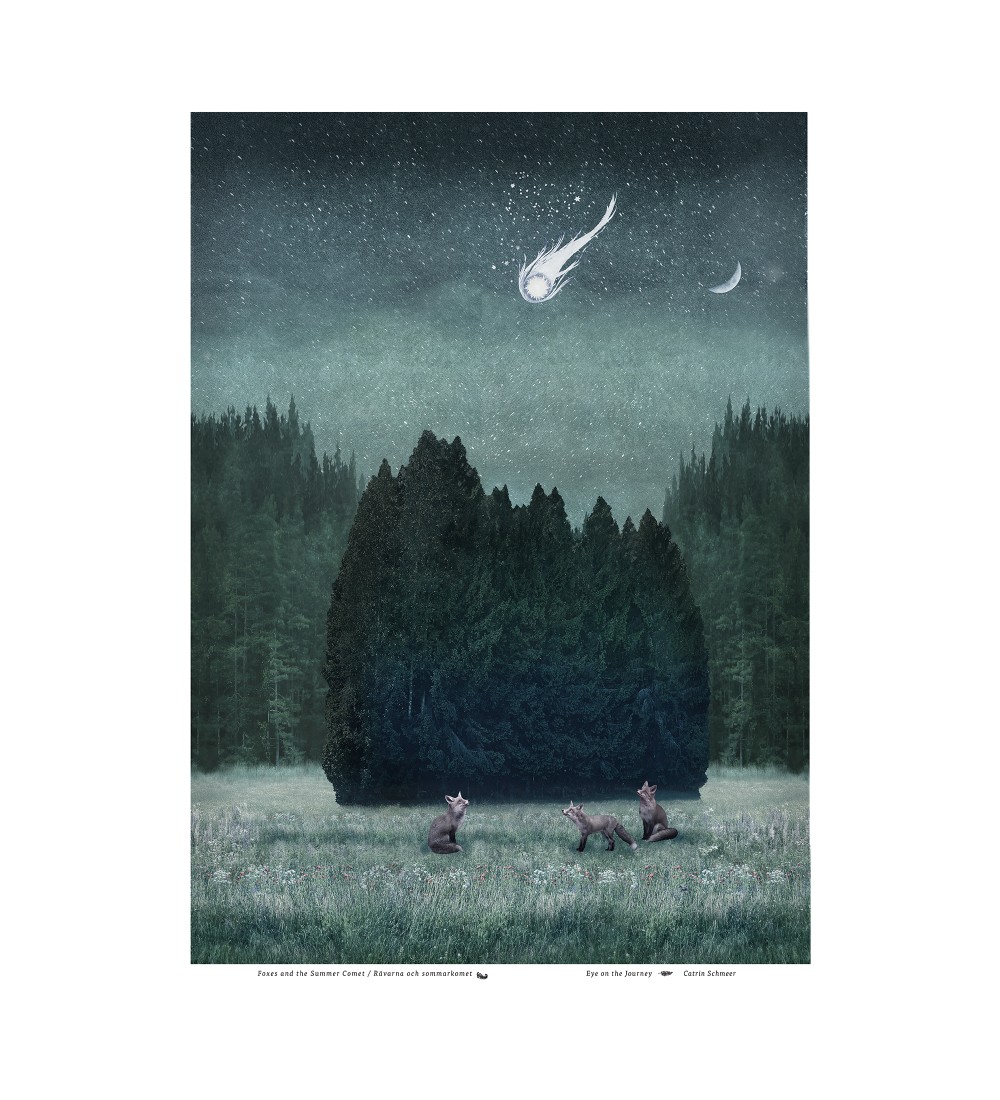 Foxes and summer comet