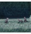 Foxes and summer comet